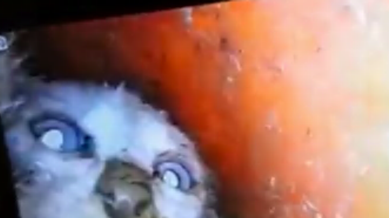 Cat trapped in drain pipe rescued in Lucca, Italy. Pic: Vigili del Fuoco