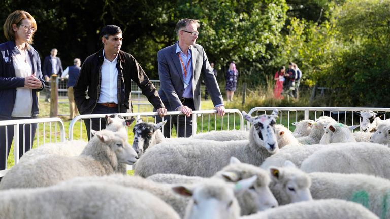 Rishi Sunak watches sheep during a visit to Writtle University College, in Writtle, near Chelmsford 
