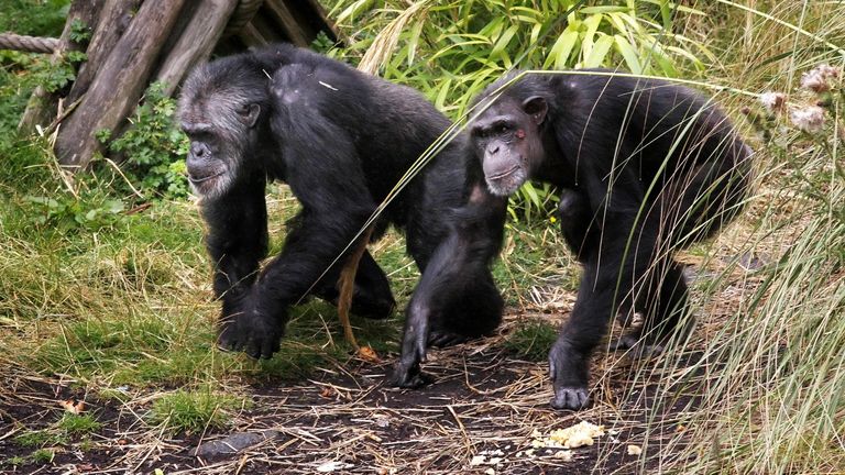 EMBARGOED TO 0001 WEDNESDAY SEPTEMBER 6 File photo dated 10/08/10 of chimpanzees, as the rotating shoulders and extending elbows that allow humans to reach a high shelf or throw a ball may have first evolved as a natural braking system for our primate ancestors, a study suggests.