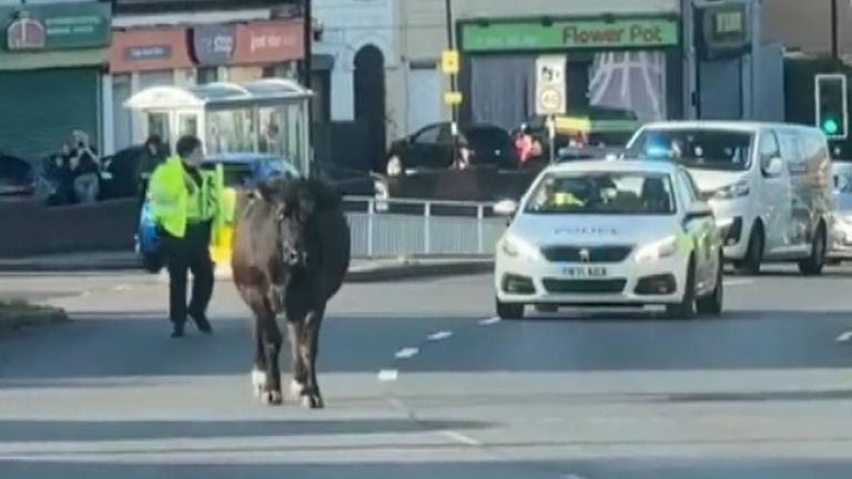Escaped cow in Sheffield