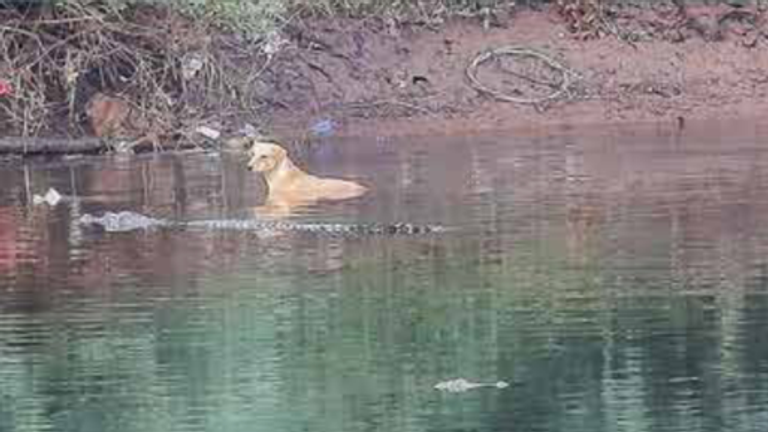 The dog sitting in the Savitri River in India. Pic: Utkarsha Chavan, Journal of Threatened Taxa