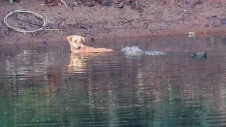 Dog pushed to safety by crocodiles in Savitri River in India. Pic: Utkarsha Chavan, Journal of Threatened Taxa