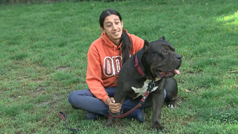 Dave Fakhr with his American Bully XL, Tex