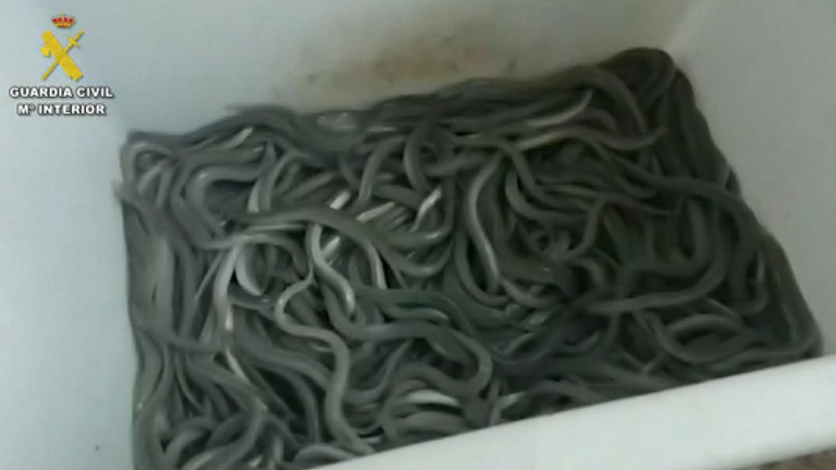 Europol have seized 25 tonnes of endangered eels and baby eels destined for Asia
