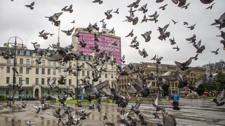 A man feeds the pigeons in George Square in Glasgow city centre.