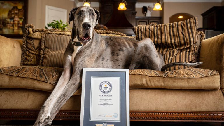 Zeus with his award. Pic: Guinness World Records