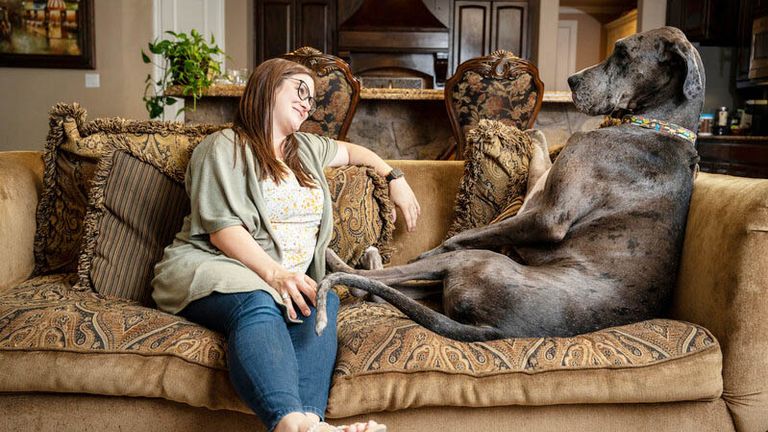Zeus, the world's tallest dog, has died aged three, Guinness World Records says