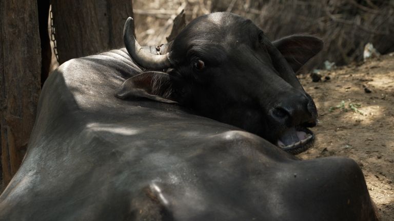 A cow in Haryana