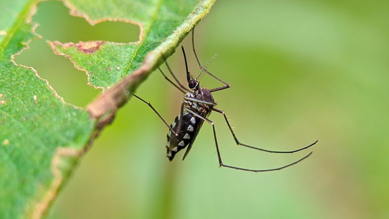 Close up of mosquito