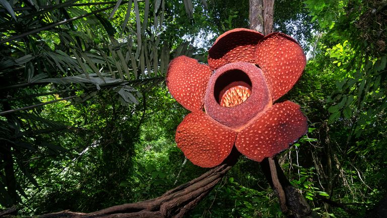 Rafflesia arnoldi is often referred to as the &#39;corpse flower&#39;