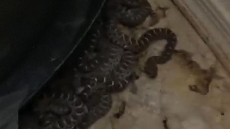 Rattlesnakes slither around a water heater in an Arizona garage