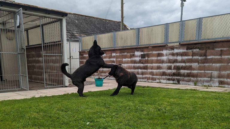 Dogs that were found roaming around Moffat. Pic: Dumfries and Galloway Canine Rescue Centre