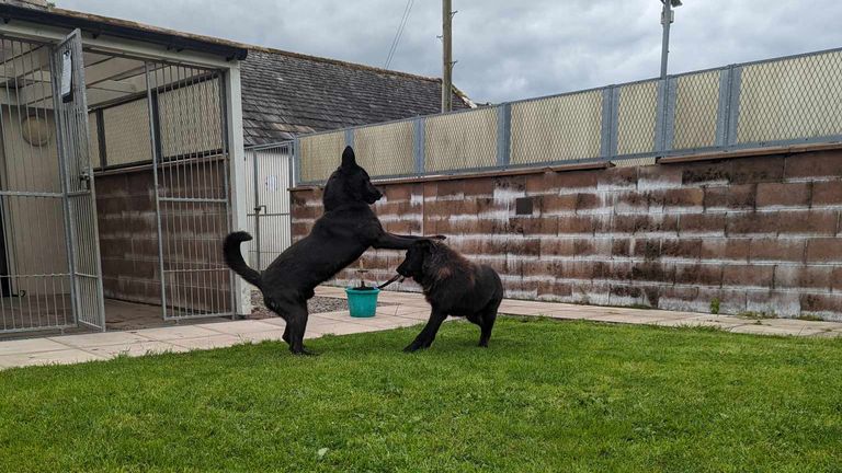 Dogs rescued after fatal sheep attack will hopefully be able to find ...