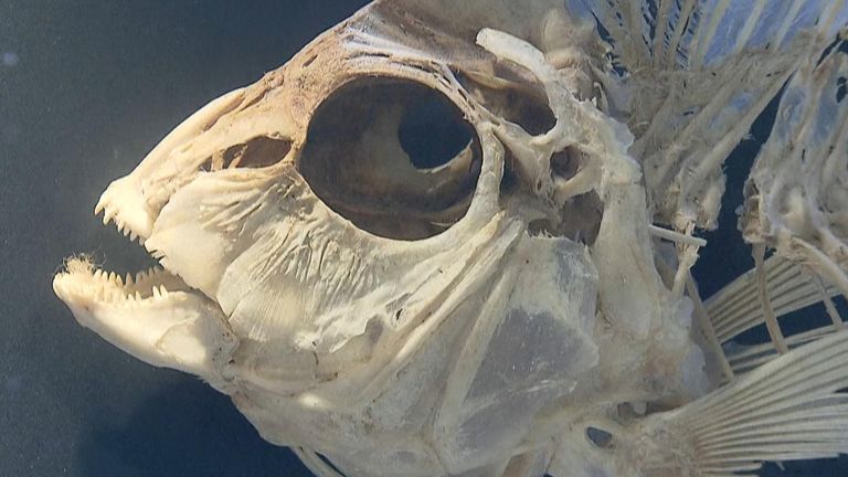 Museum in China has over 20,000 specimens of fish and subaquatic creatures, some extremely rare