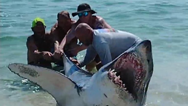 A group of men successfully helped a mako shark back into the water at a beach in Florida, on September 14, despite the distressed marine predator lashing out.