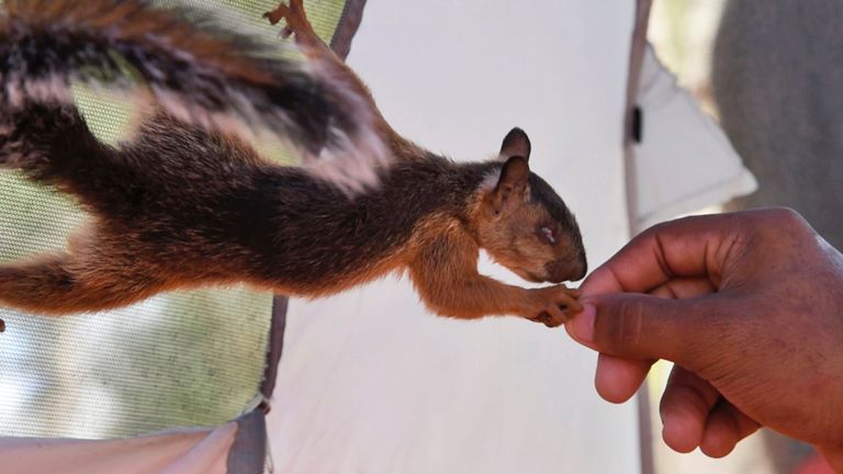 Niko, a pet squirrel, is fed by his owner, Yeison, in their tent at a migrant camp in Matamoros, Mexico. The pair travelled thousands of miles to the US border, but now may be separated if he is granted entrance to the US. Pic: AP /Valerie Gonzalez