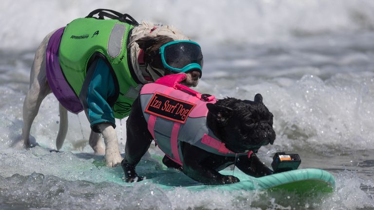 Faith competes at the World Dog Surfing Championships in Pacifica, California, U.S., August 5, 2023. REUTERS/Carlos Barria