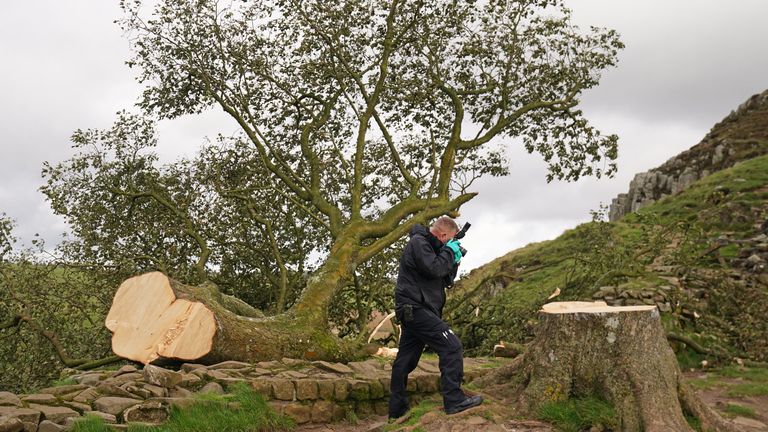 Forensic investigators from Northumbria Police examine the felled Sycamore Gap tree, on Hadrian&#39;s Wall in Northumberland. A 16-year-old boy has been arrested on suspicion of causing criminal damage in connection with the cutting down of one of the UK&#39;s most photographed trees. Picture date: Friday September 29, 2023.