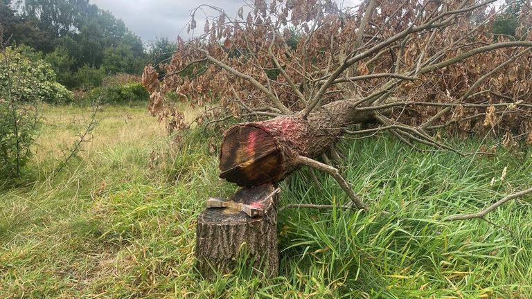 Conservationists say 131 trees were illegally felled