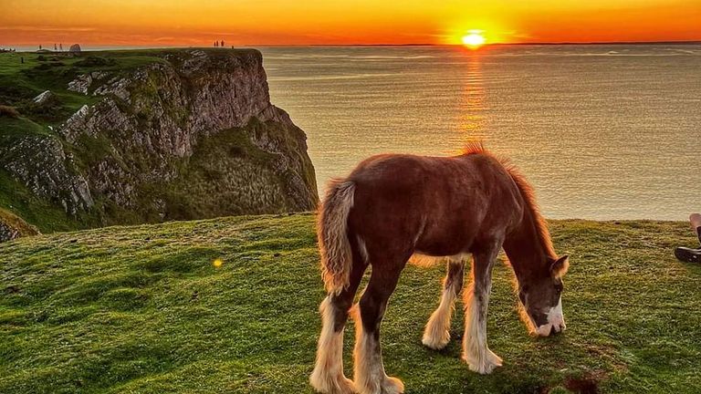 Poltics A horse grazing on the Gower. Pic: Robert Morgan
