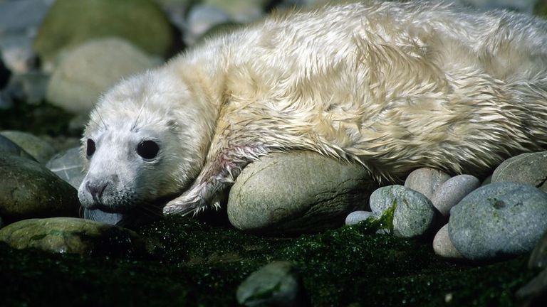A grey seal pup. Pic: Natural Resources Wales