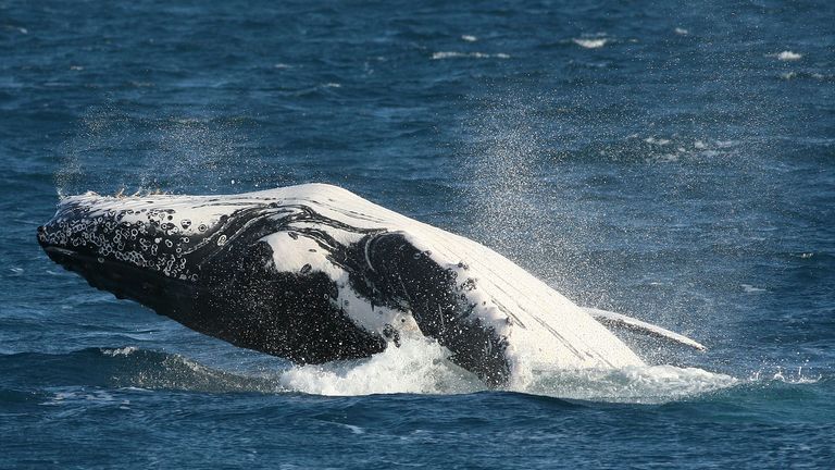 A humpback whale "breaches" the surface. REUTERS/Russell Boyce (AUSTRALIA)