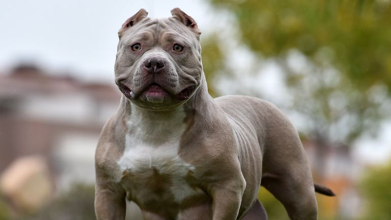 An American Bully - also known as an XL Bully. Library pic. From iStock.