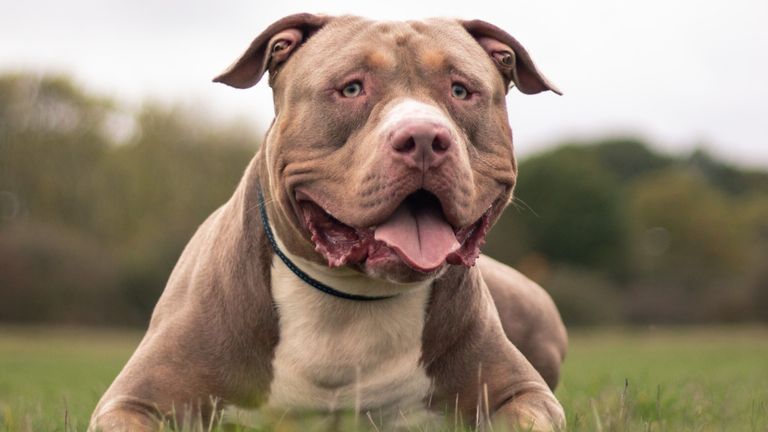 XL Bully dogs to be banned from end of this year