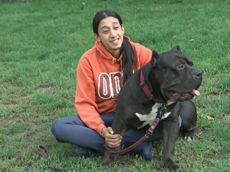 American XL bully dogs face stricter controls as new restrictions coming in