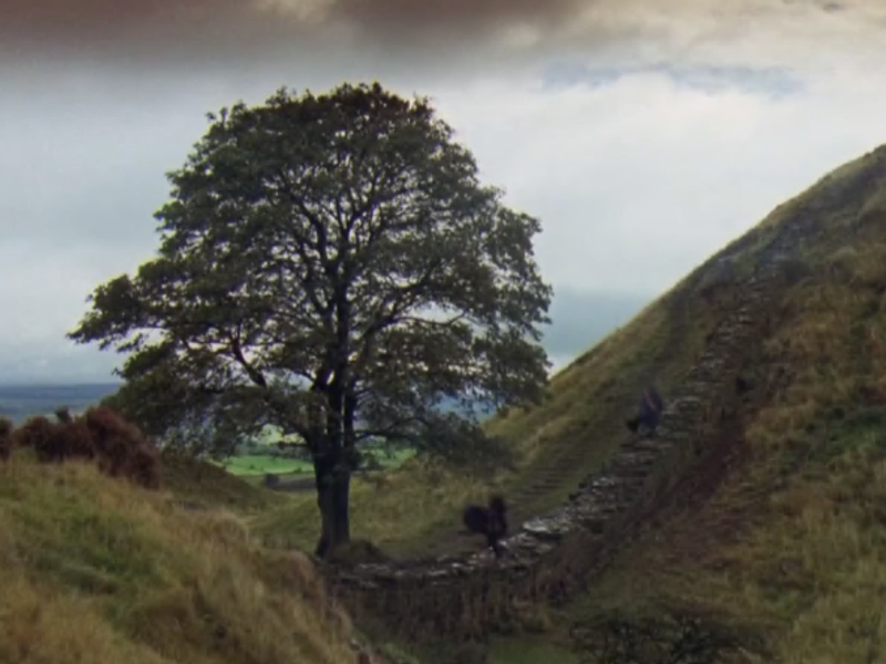 How old was the Sycamore Gap tree? The age of the landmark explained and if  a felled tree can be saved