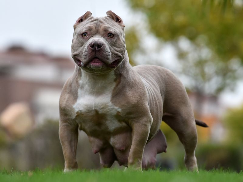 NOT DANGEROUS! THE GIANT XL AMERICAN BULLY DOG 