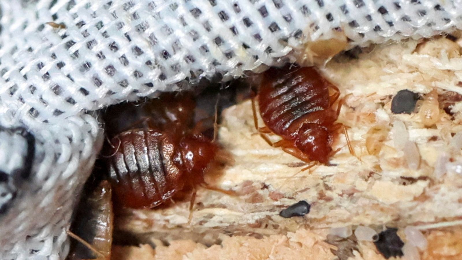 the noise tho #bedbugs, eurostar bed bugs