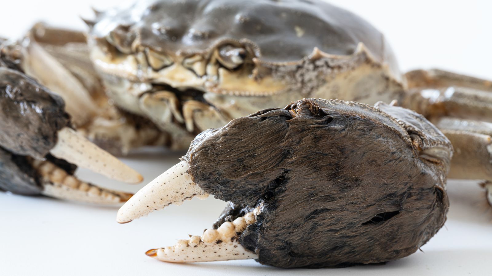 First ever Chinese mitten crab trap installed as public asked to report