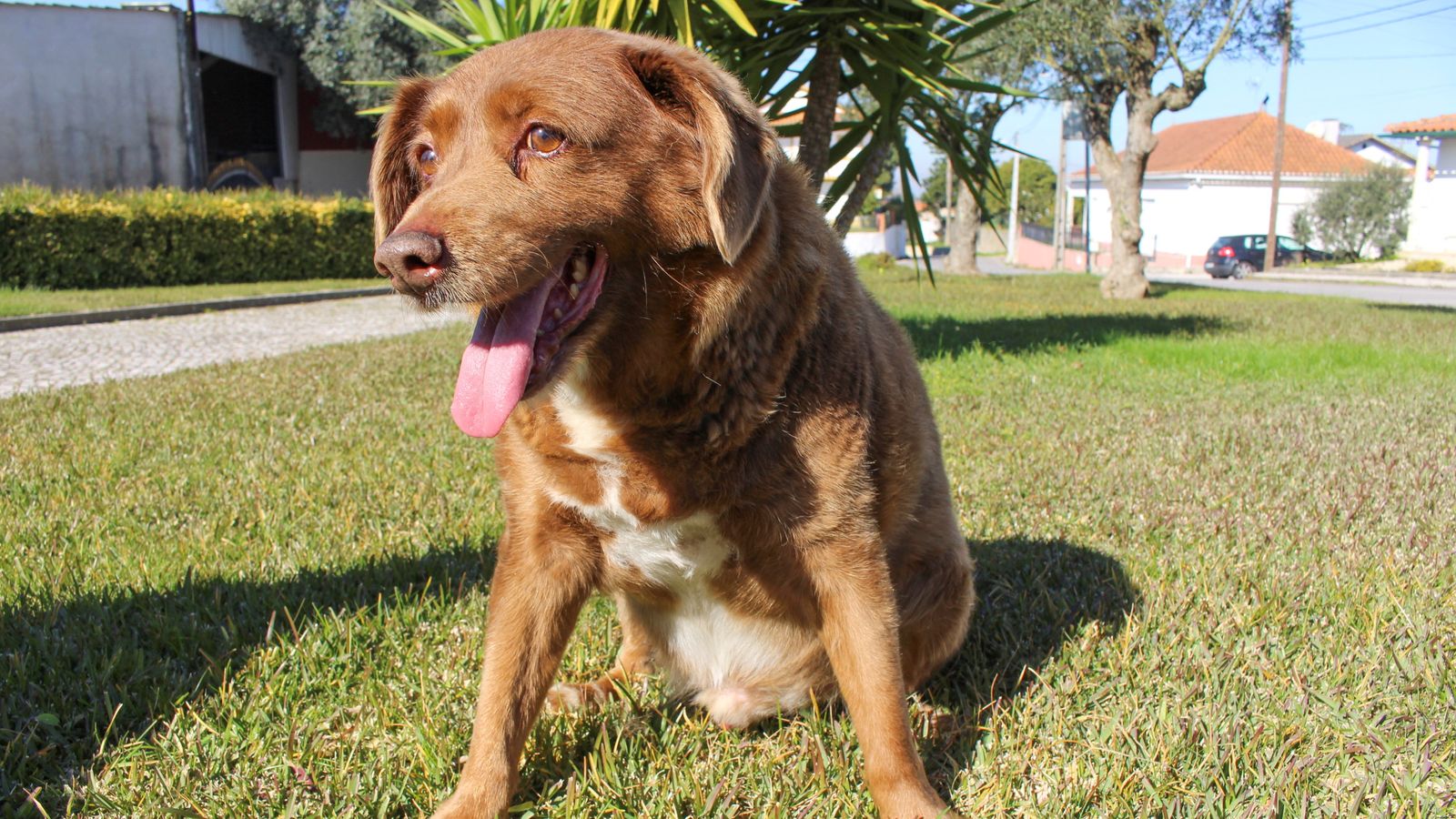 Чистокръвното Rafeiro do Alentejo счупи рекорда държан от австралийското куче