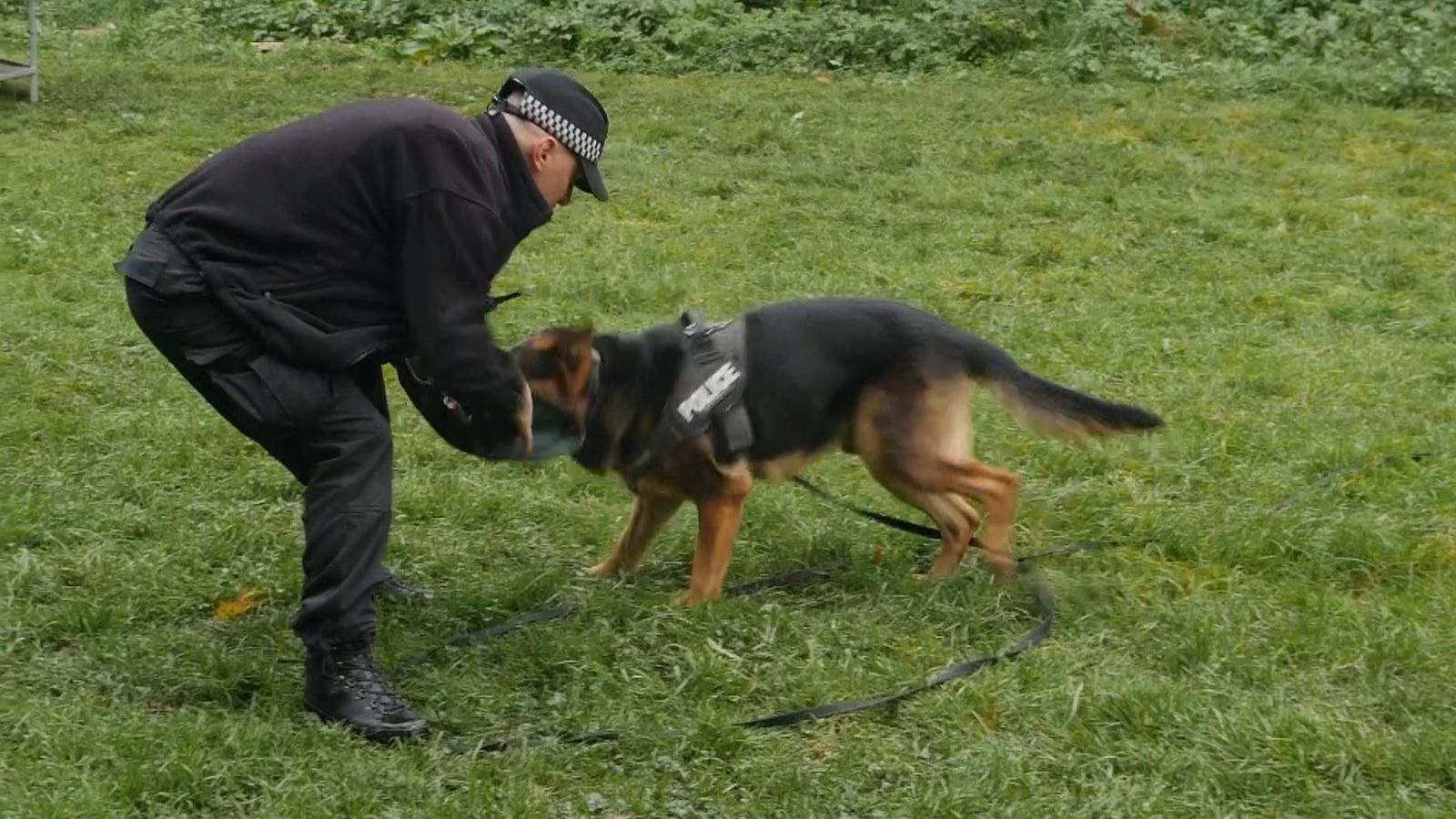 Dangerous dogs How best to survive a dog attack News UK Video News
