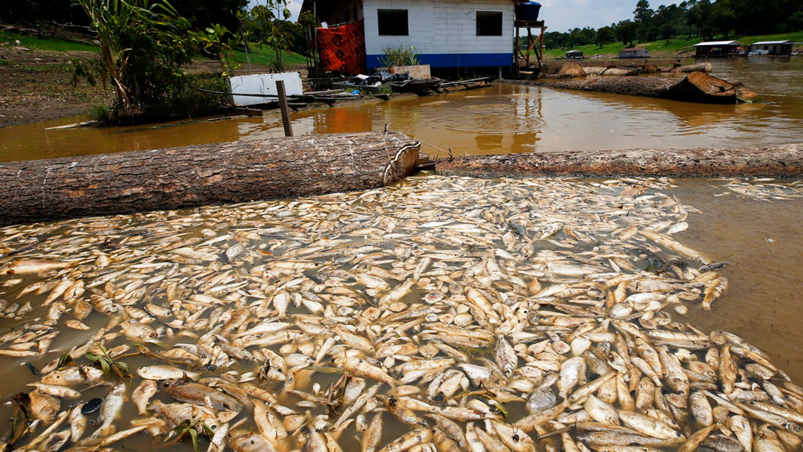 Thousands of fish and 100 dolphins dead as water in Amazon hits record-breaking temperatures
