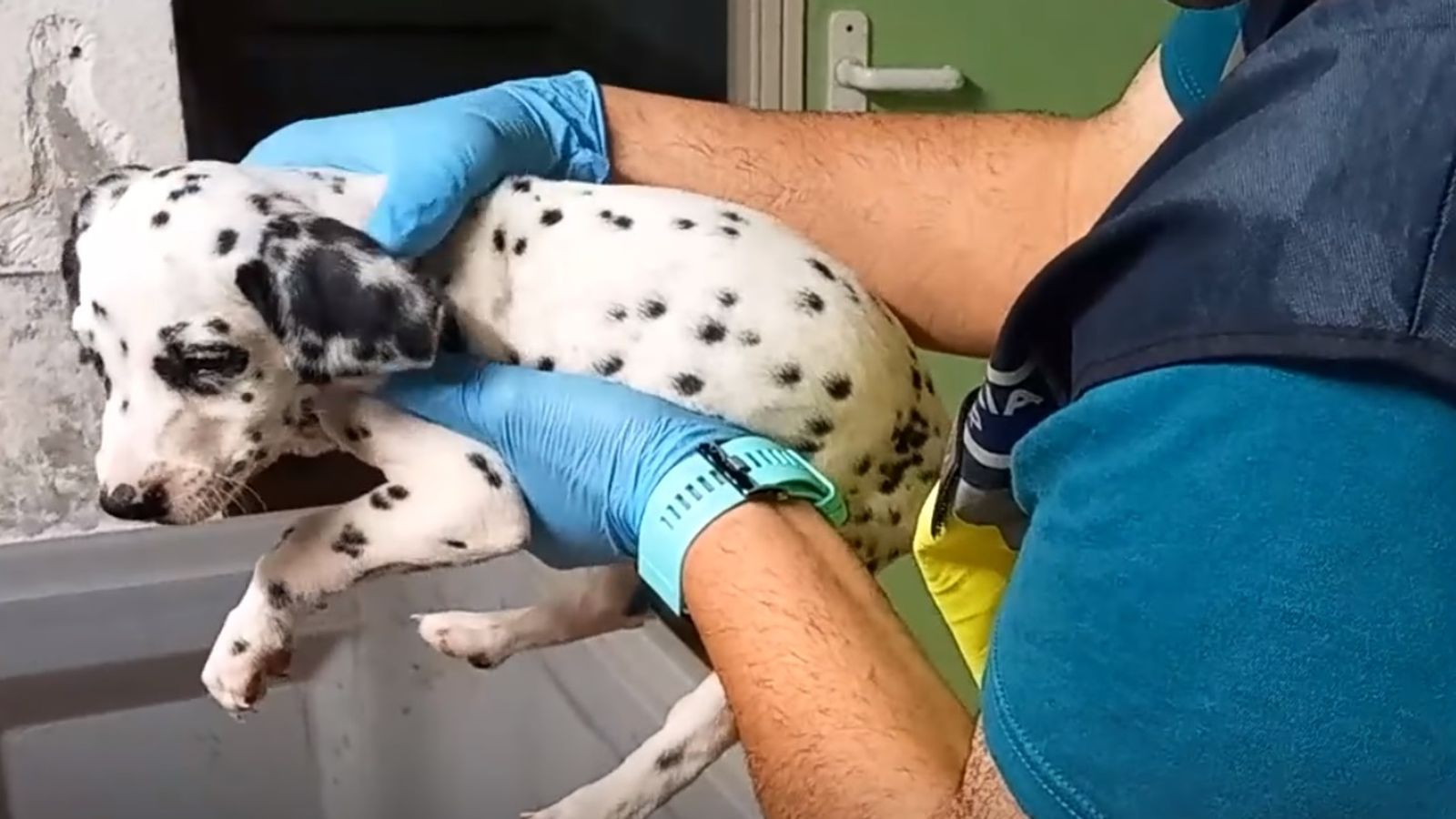 More than 400 puppies and cats rescued after animal trafficking ring