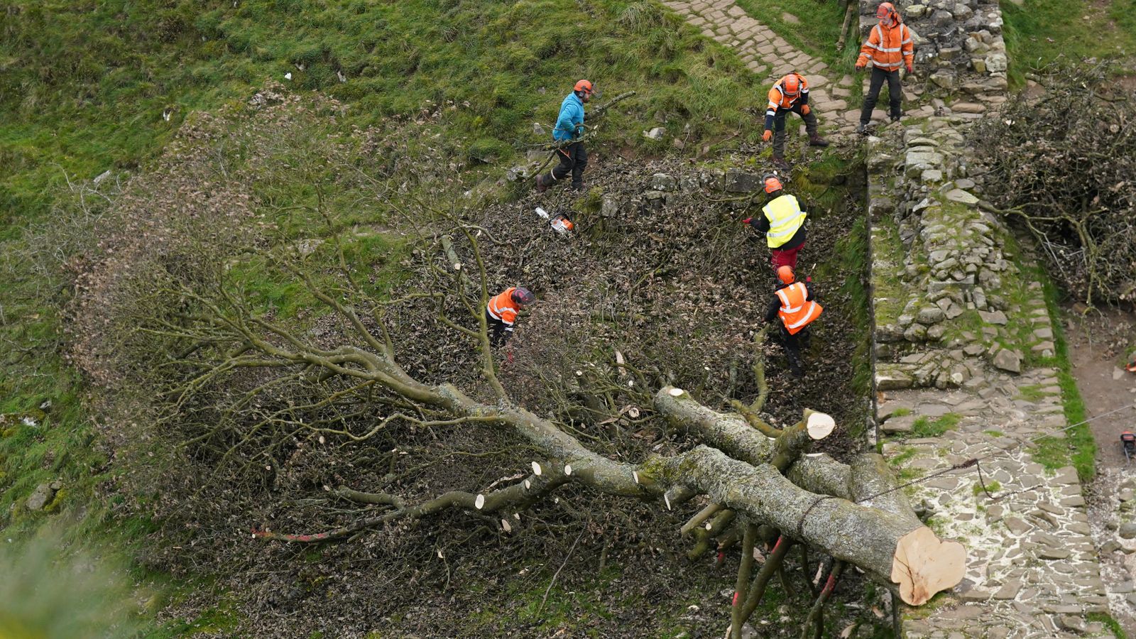 200 годишното дърво беше отсечено в Националния парк Нортъмбърланд през нощта