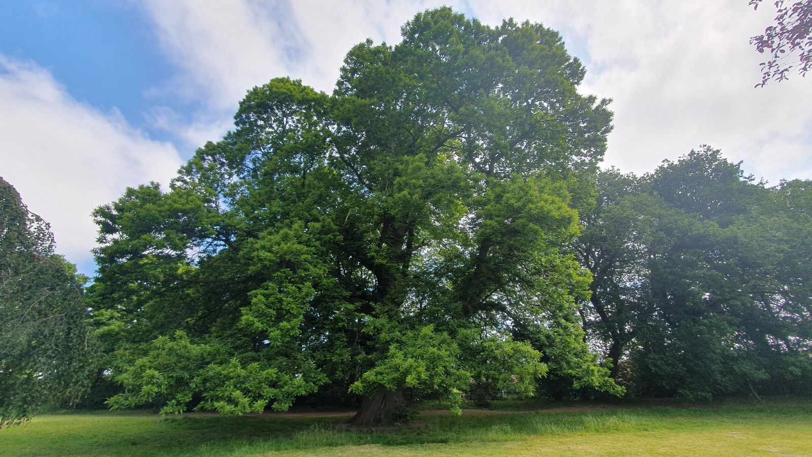 Wrexham sweet chestnut wins UK Tree of the Year 2023 competition