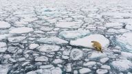 Arctic temperatures are rising four times as fast compared to the global average, causing chaos for wildlife which depends on the rapidly-melting ice Pic: AP 