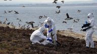 A National Trust team clear birds that have died from bird flu on Staple Island off the coast of Northumberland last year