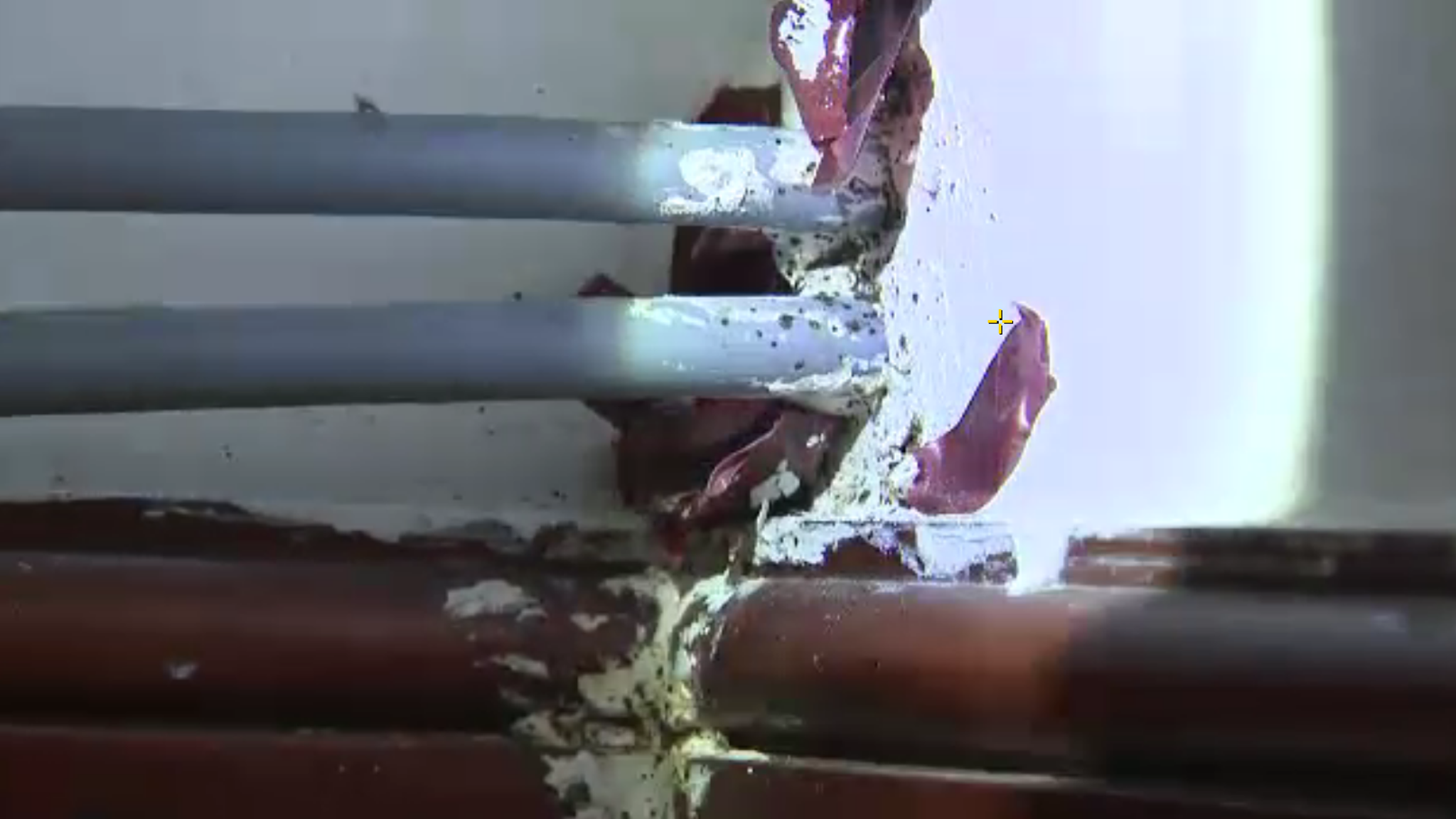 Inside a London house infested with bed bugs as expert reveals how