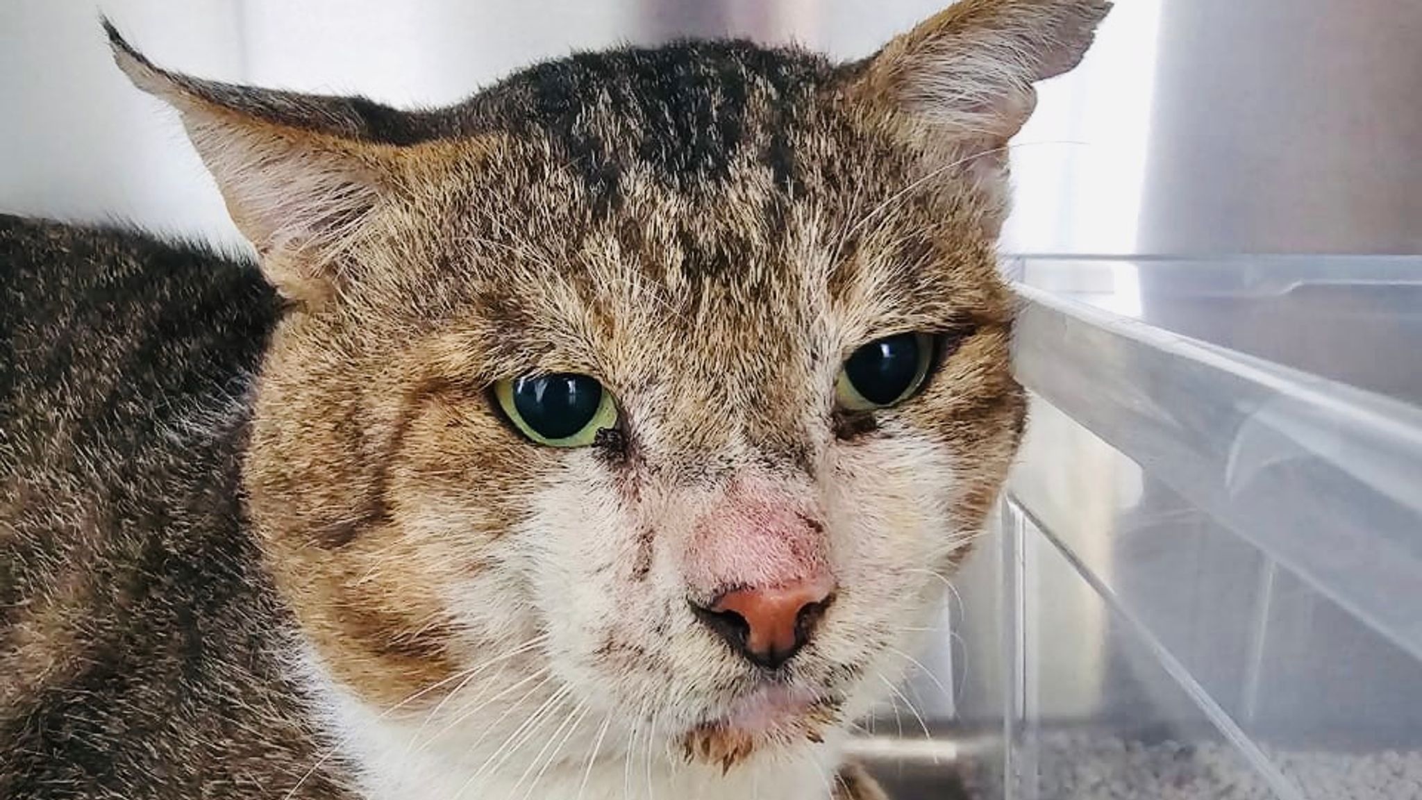 Abu Dhabi 'More than 200 cats' found abandoned in desert as