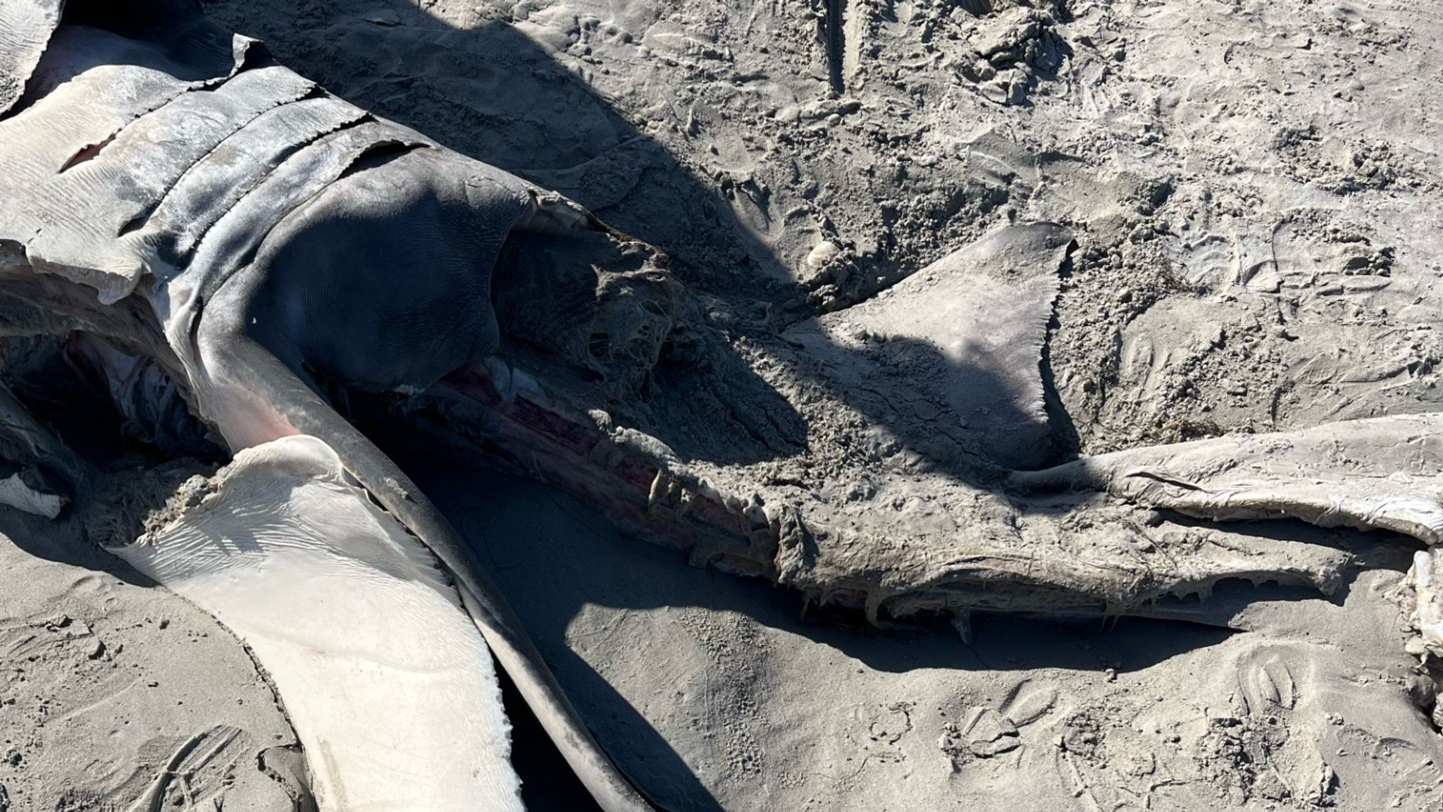 Half-eaten great white shark washes up on Australian beach after
