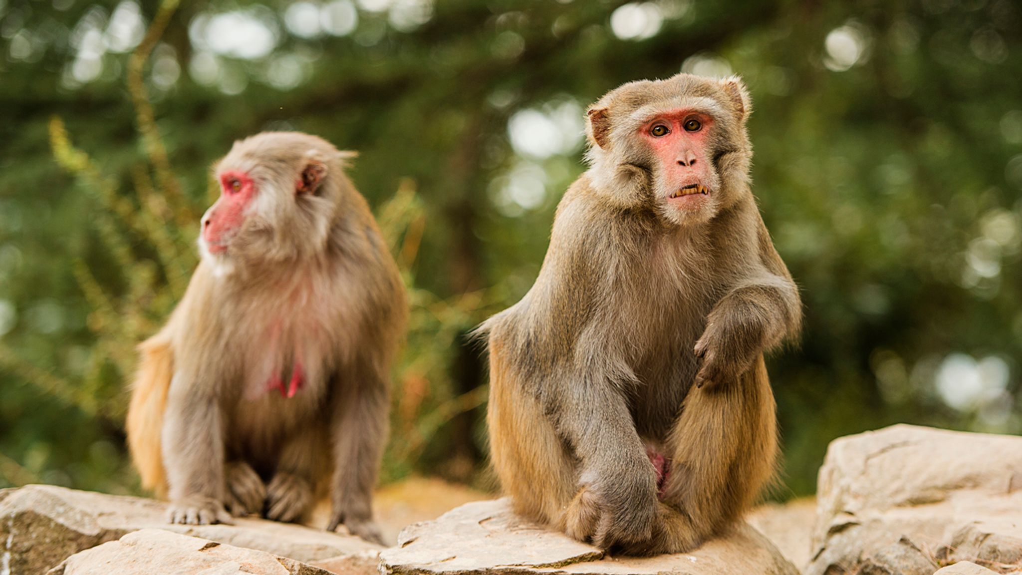 A Monkey Got a New Kidney From a Pig—and Lived for 2 Years