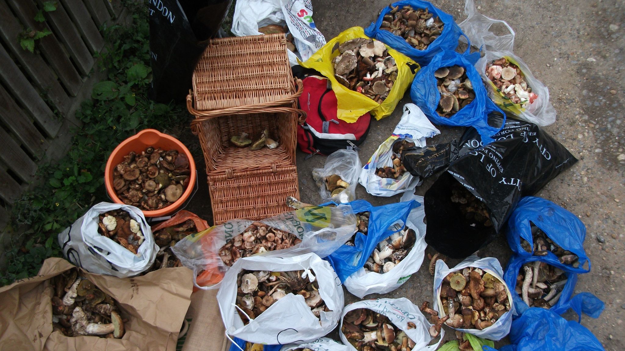 'Excessive foraging' prompts Nottingham park to ban people hunting for