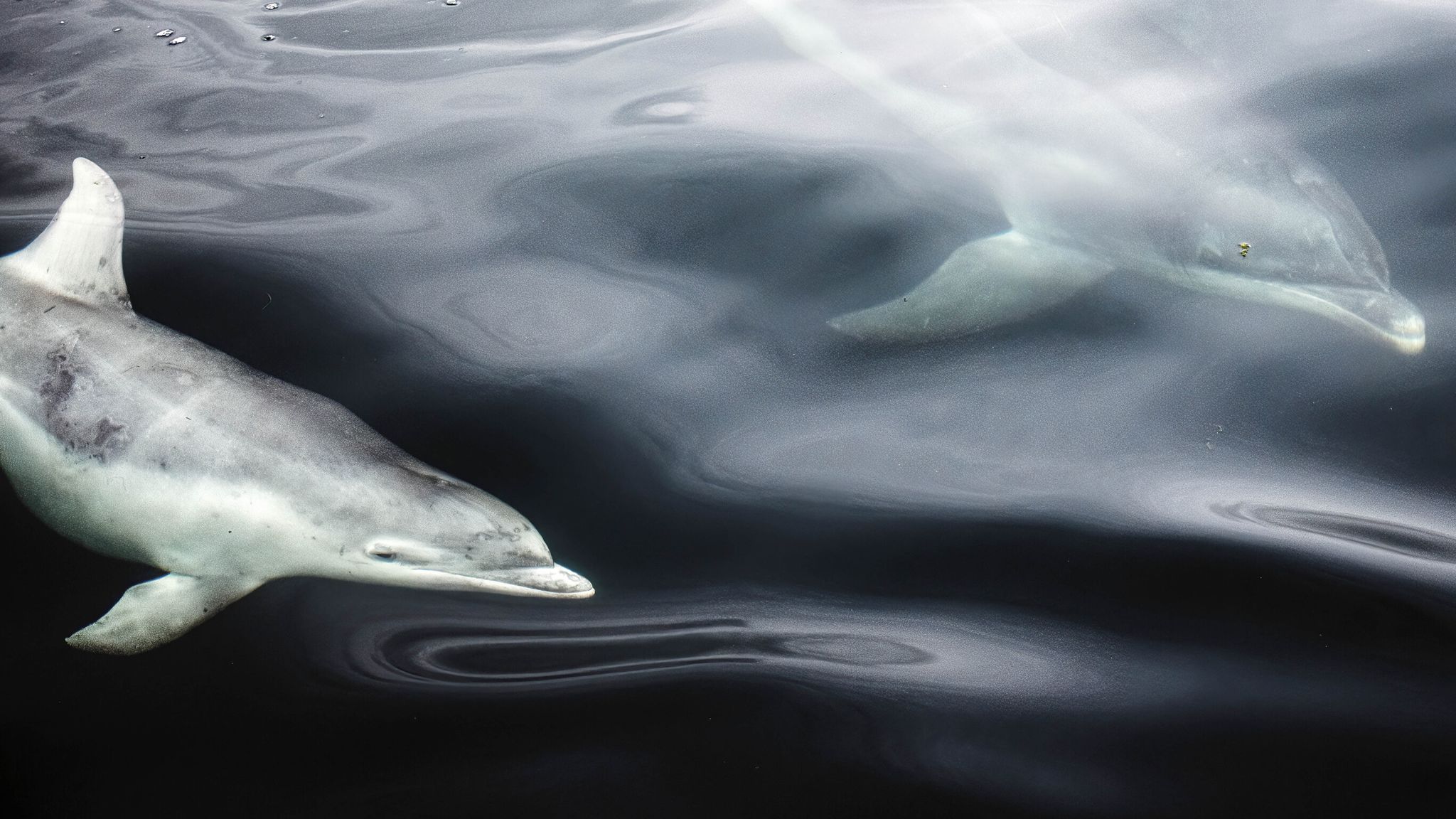 Biologist Wins Wildlife Photographer Of The Year For A Second Time ...