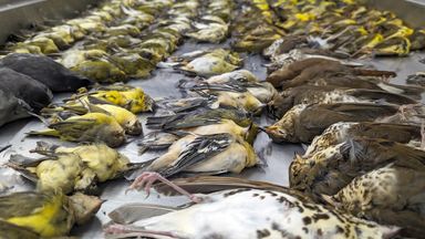 Chicago: 1,000 birds die in one night after smashing into conference ...