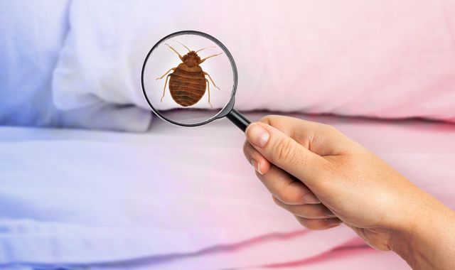 travelling to paris bed bugs