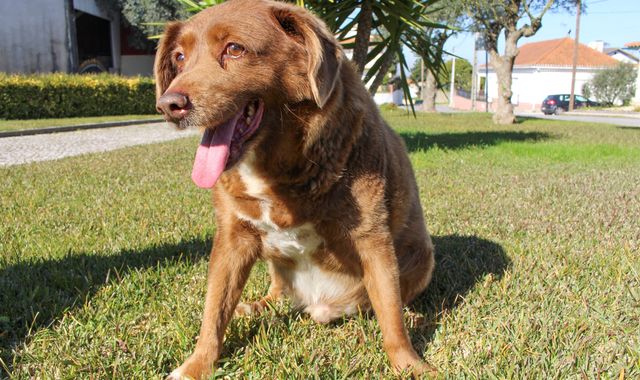 Meet Spike, the Ohio Chihuahua who has been named the world's oldest living  dog